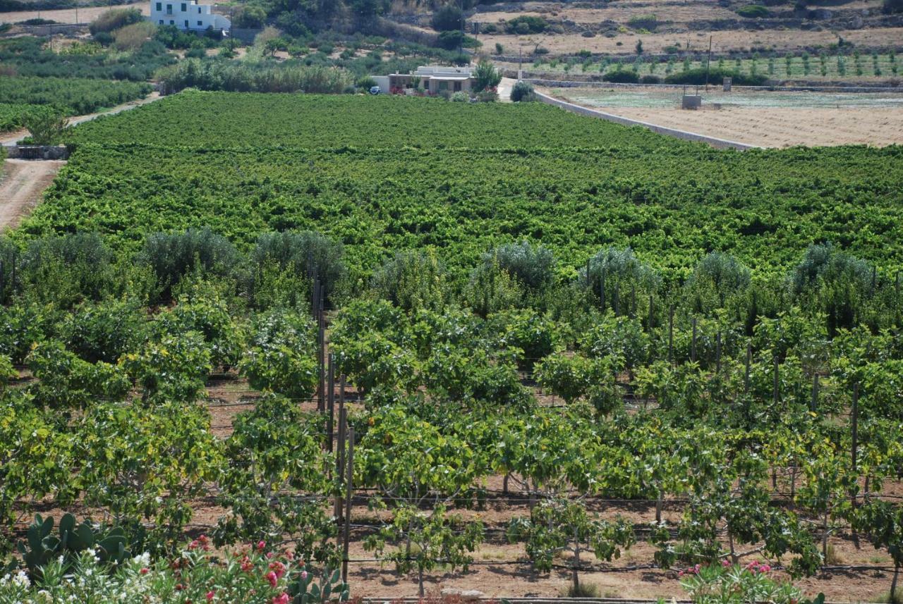 Villa Kampos Naousa-Marpisa Αμπελάς Εξωτερικό φωτογραφία